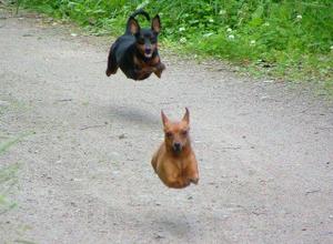 Dogs_jumping