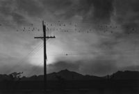 Birds-on-wire-evening-manzanar-relocation-center-1943